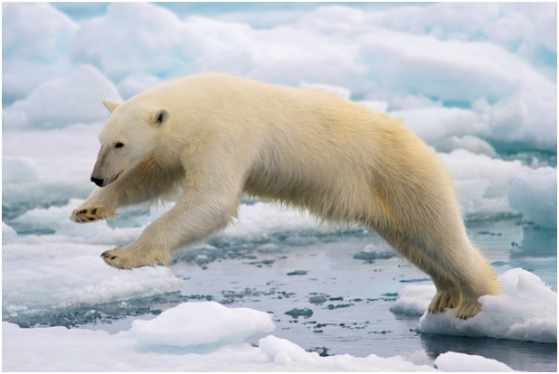 Greenpeace lancia una campagna per salvare l’artico
