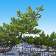 Albero: Il Pino, l'albero Custude